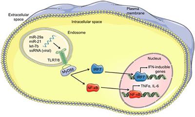 Toll-Like Receptor Stimulation by MicroRNAs in Acute Graft-vs.-Host Disease